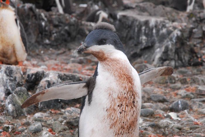 penguins