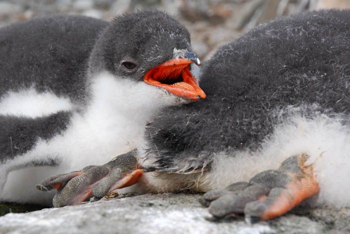 penguins