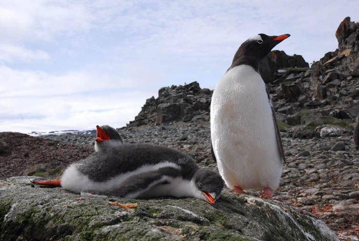 penguins