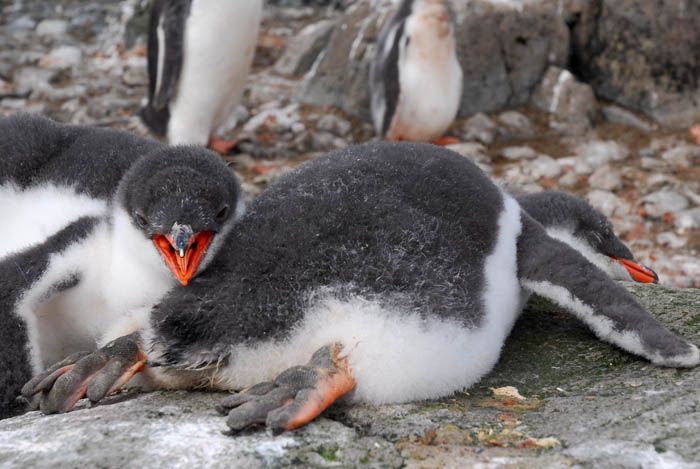 penguins