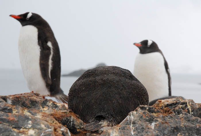 penguins