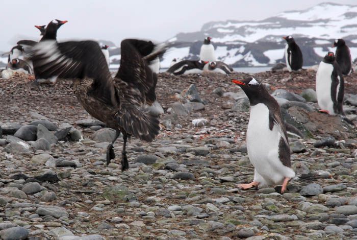 penguins