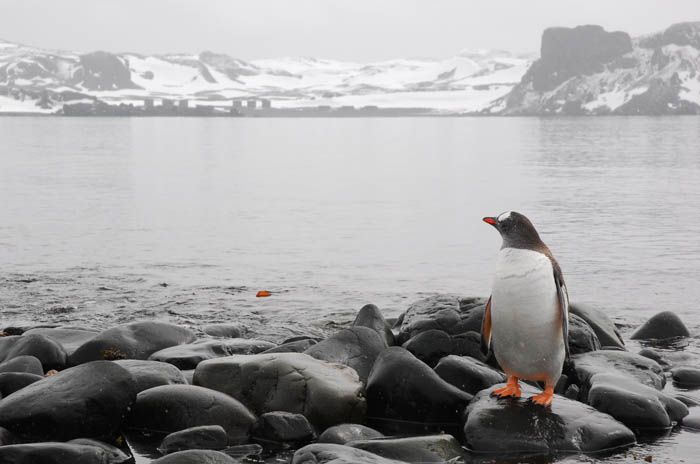 penguins