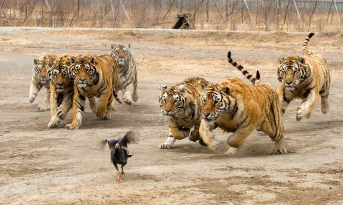 tigers playing with hen