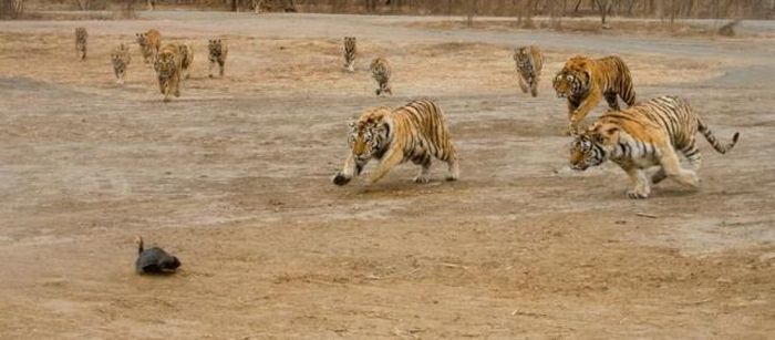 tigers playing with hen