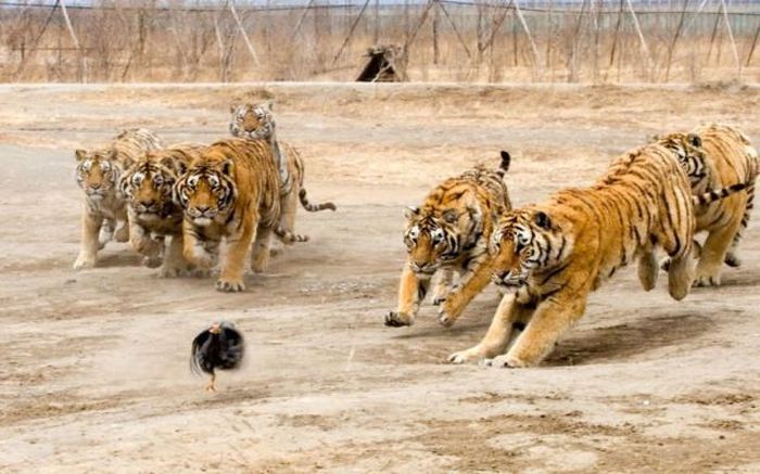 tigers playing with hen