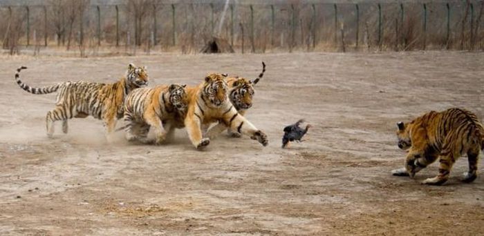 tigers playing with hen