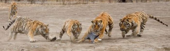 tigers playing with hen