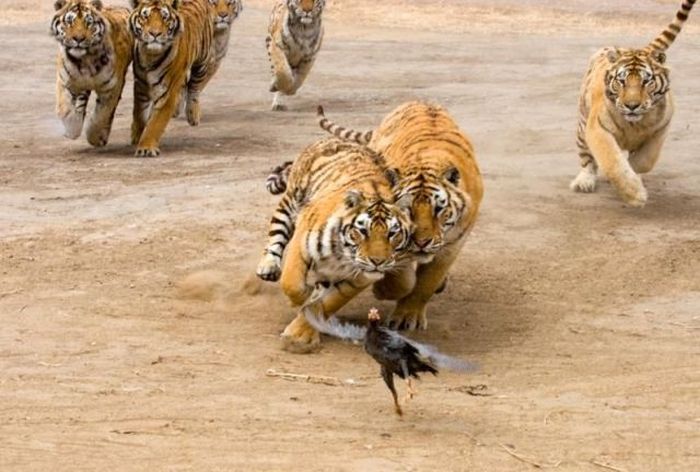 tigers playing with hen