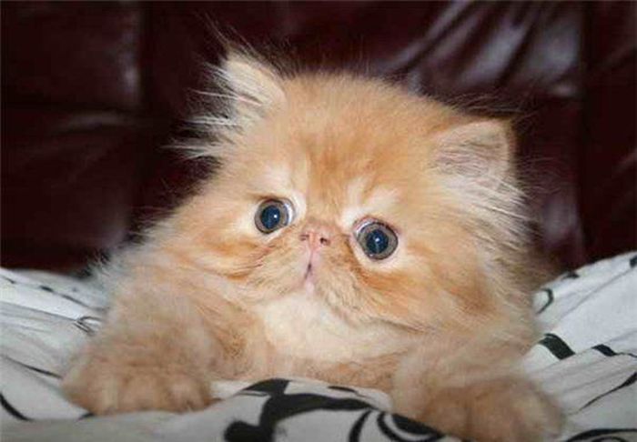 growing red-haired kitten
