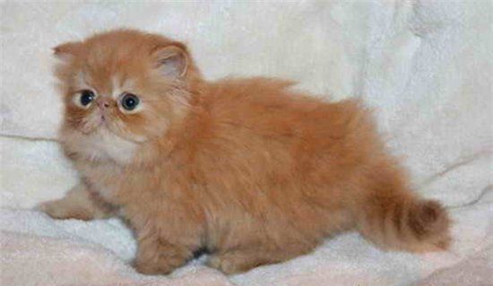 growing red-haired kitten