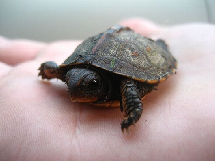 little turtle