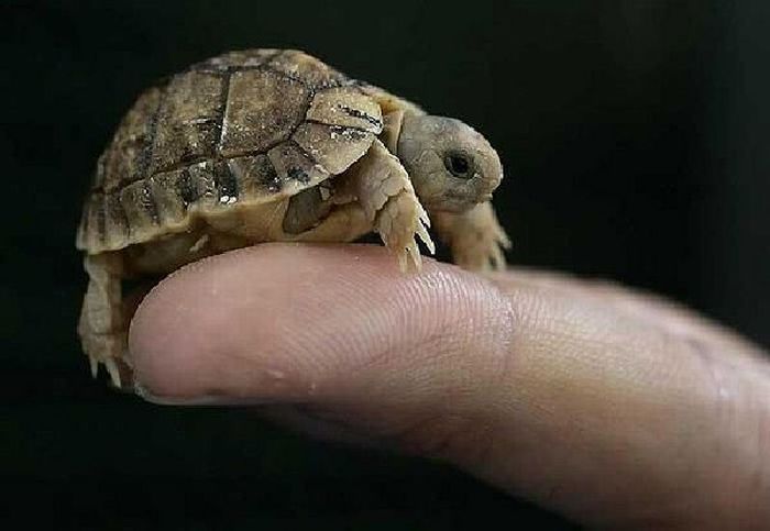 little turtle