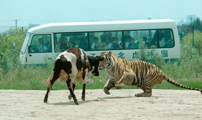 Feeding the tigers with live cow in China