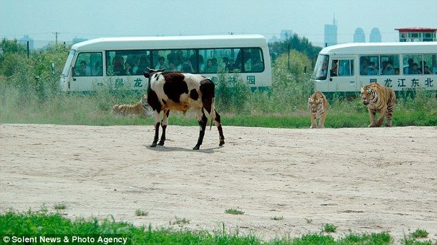 Feeding the tigers with live cow in China