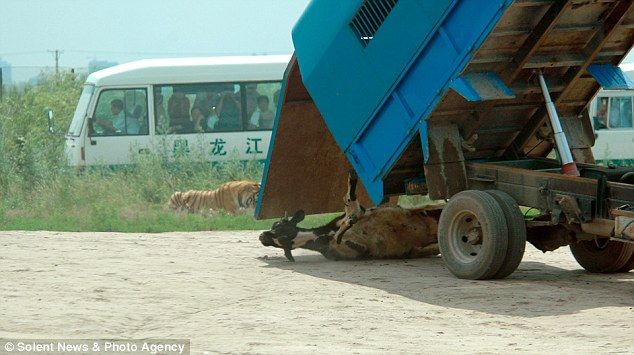 Feeding the tigers with live cow in China