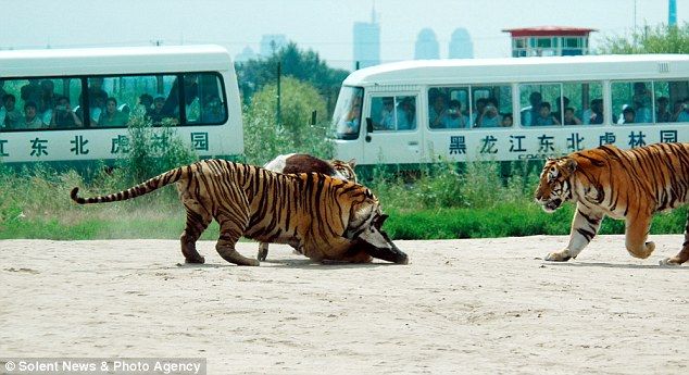 Feeding the tigers with live cow in China