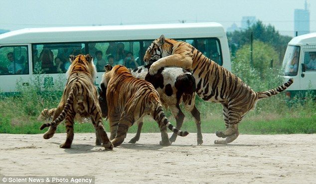 Feeding the tigers with live cow in China