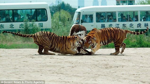 Feeding the tigers with live cow in China