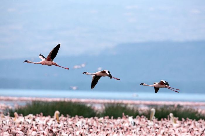 Pink blanket of flamingos, Rift Valley lakes, Nakuru Lake National Park, Kenya