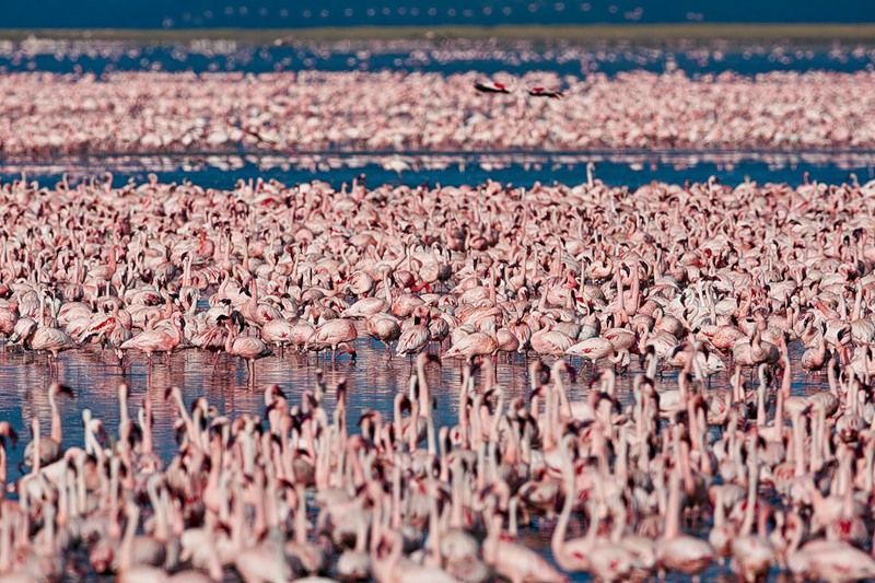 Pink blanket of flamingos, Rift Valley lakes, Nakuru Lake National Park, Kenya