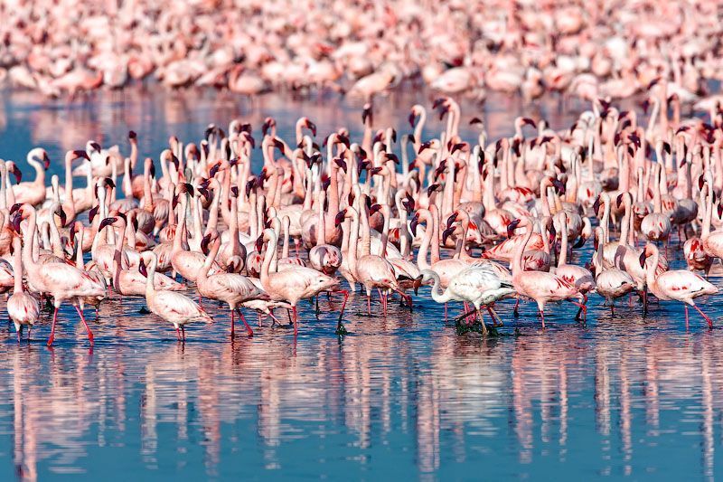 Pink blanket of flamingos, Rift Valley lakes, Nakuru Lake National Park, Kenya