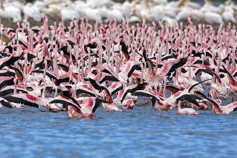 Pink blanket of flamingos, Rift Valley lakes, Nakuru Lake National Park, Kenya