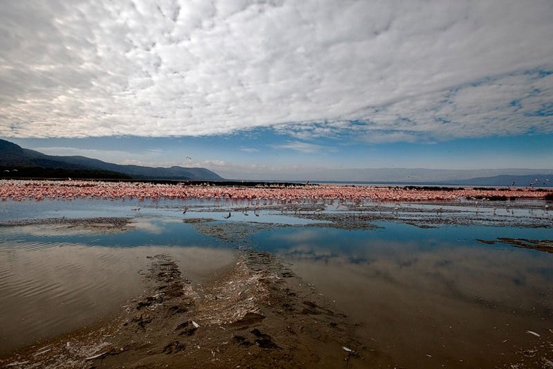 Pink blanket of flamingos, Rift Valley lakes, Nakuru Lake National Park, Kenya