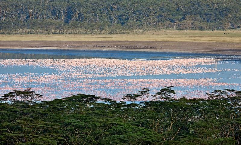 Pink blanket of flamingos, Rift Valley lakes, Nakuru Lake National Park, Kenya