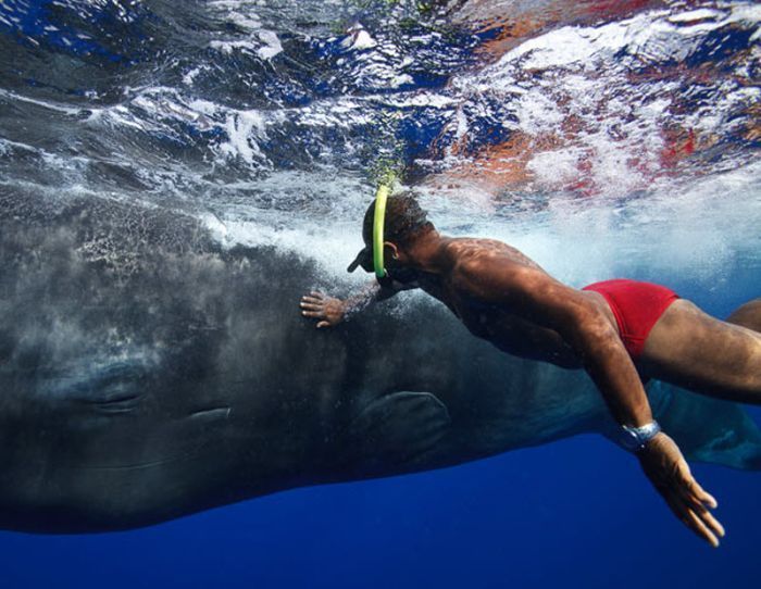 Whale conjurer, underwater world, Dominican Republic