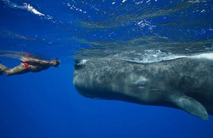 Whale conjurer, underwater world, Dominican Republic