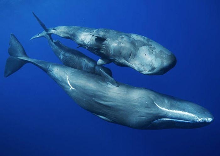 Whale conjurer, underwater world, Dominican Republic