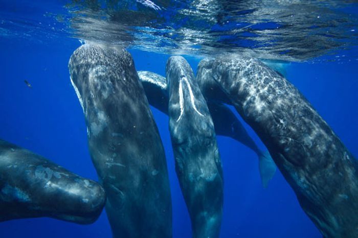 Whale conjurer, underwater world, Dominican Republic