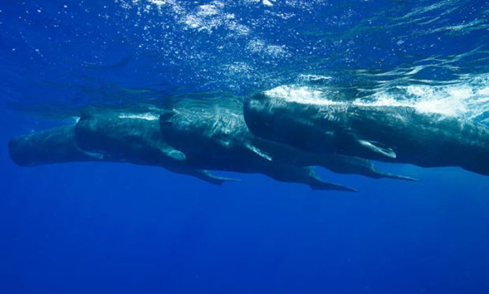 Whale conjurer, underwater world, Dominican Republic