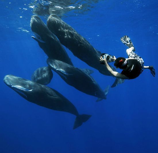 Whale conjurer, underwater world, Dominican Republic