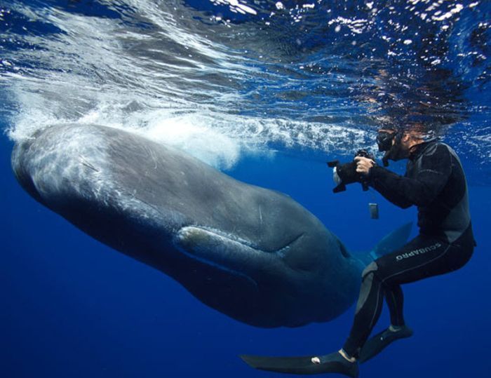 Whale conjurer, underwater world, Dominican Republic