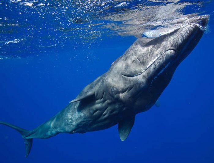 Whale conjurer, underwater world, Dominican Republic