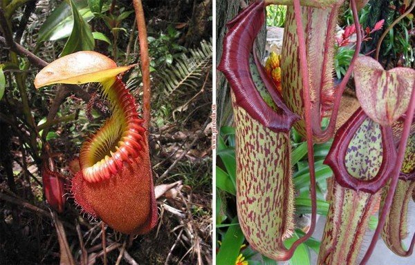 weird plants around the world