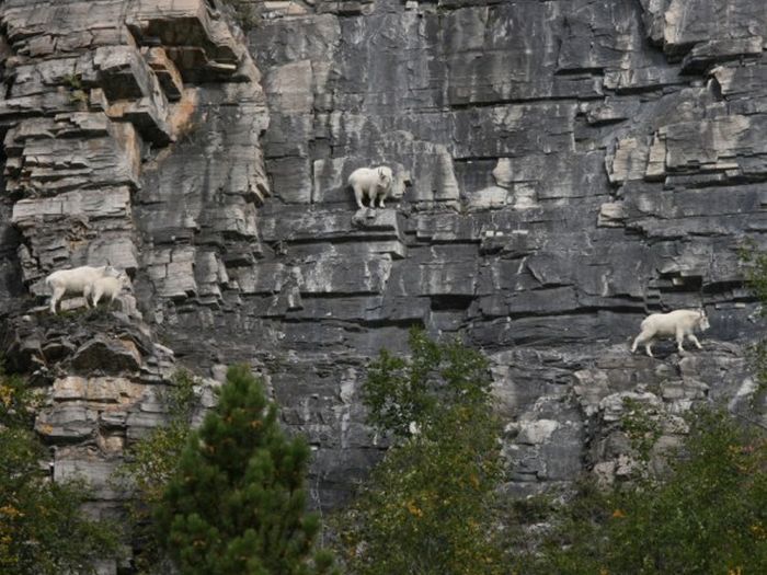 mountain goats, 5000m above sea level