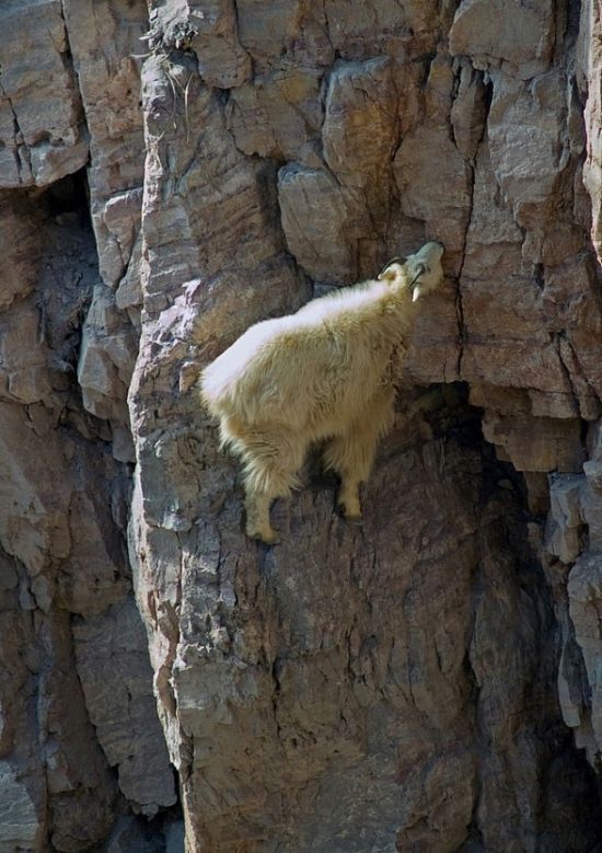 mountain goats, 5000m above sea level