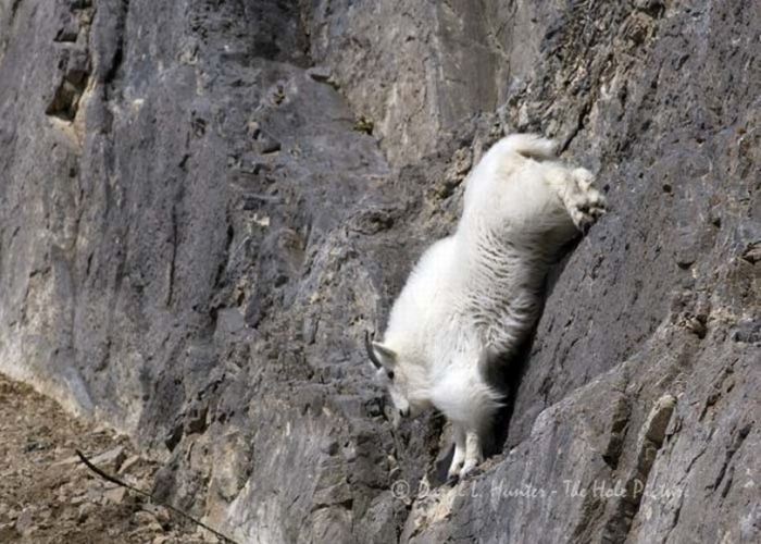 mountain goats, 5000m above sea level