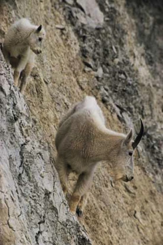 mountain goats, 5000m above sea level