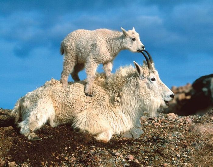mountain goats, 5000m above sea level