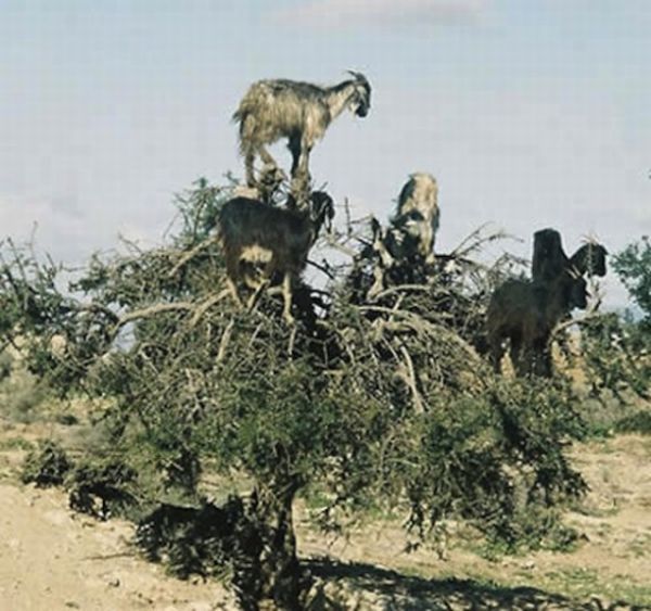 mountain goats, 5000m above sea level