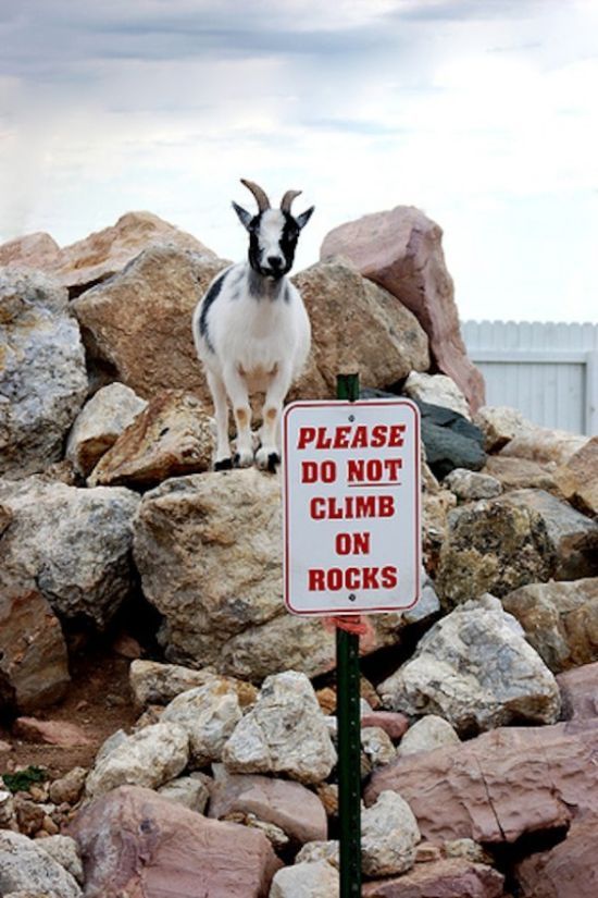 mountain goats, 5000m above sea level