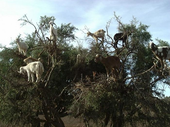 mountain goats, 5000m above sea level