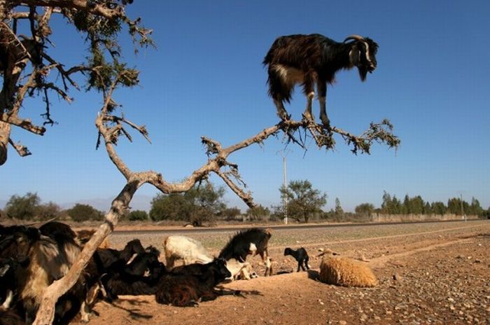 mountain goats, 5000m above sea level