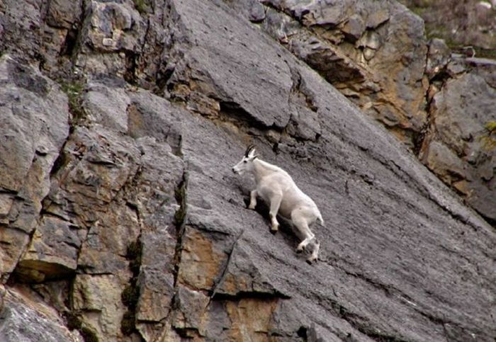 mountain goats, 5000m above sea level