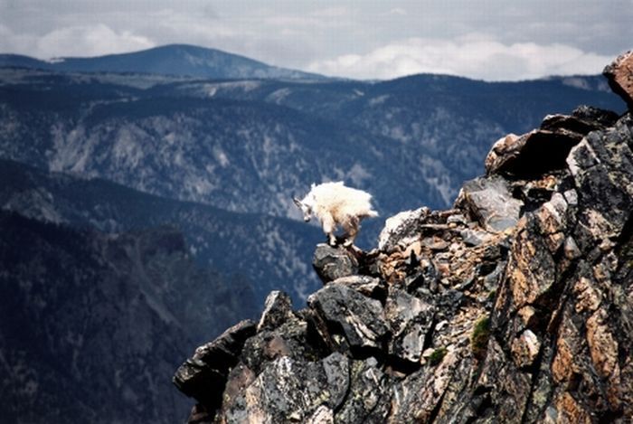 mountain goats, 5000m above sea level