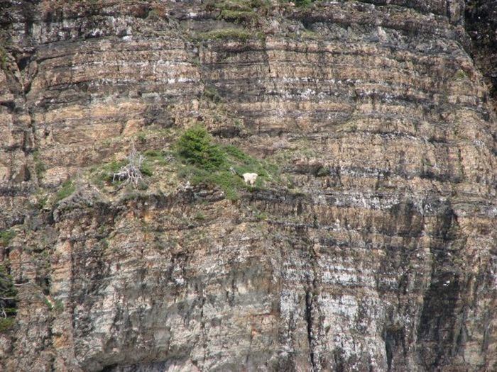 mountain goats, 5000m above sea level